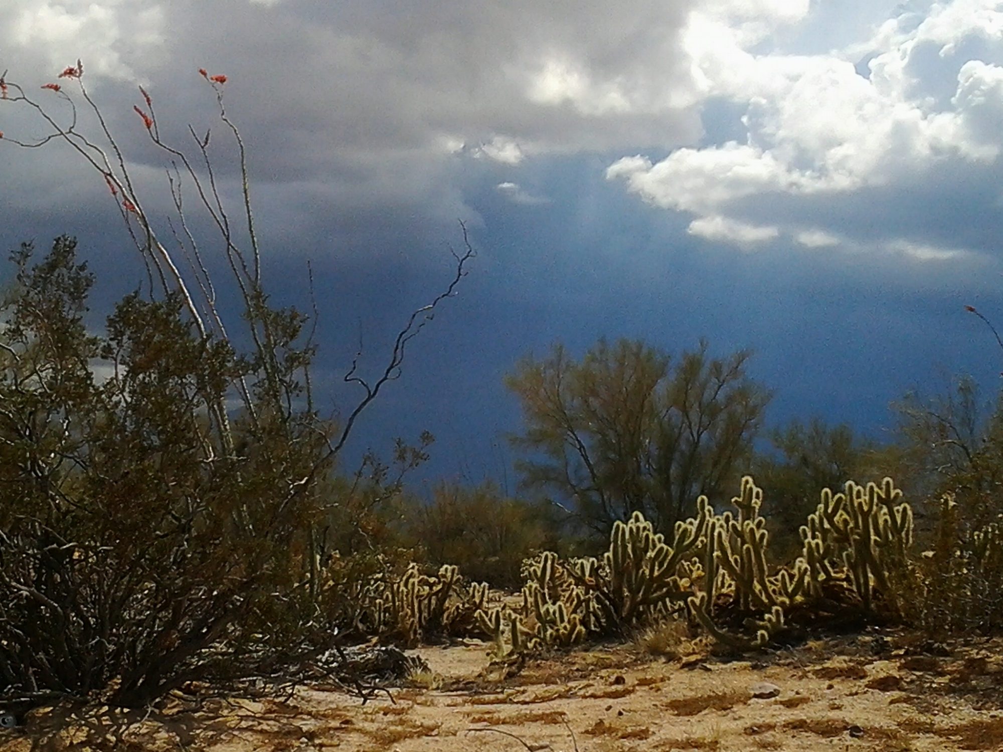 Orage sur le désert du Sonora